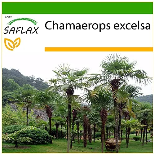 SAFLAX - Hanfpalme - 10 Samen - Mit keimfreiem Anzuchtsubstrat - Chamaerops excelsa