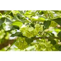 Pflanzen für Dich Kletterpflanze Ptelea trifoliata - Dreiblättriger Lederstrauch - Kletterpflanze für sonnige bis halbschattige Standorte, pflegeleicht und winterhart, zieht Schmetterlinge an und bietet Sichtschutz.