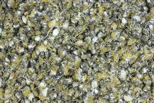 1000Kräuter Löwenzahnblüten ganz Löwenzahnblütentee Löwenzahn Teeblüten 100 g