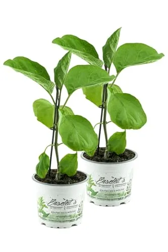 Produktbild 2er Set Aubergine Pflanze (Solanum melongena)