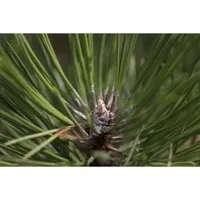 Pinus Nigra Hornibrookiana – Kompakte Schwarz-Kiefer 40–50 cm - Die kompakte Schwarz-Kiefer begeistert mit ihrem dichten, kugeligen Wuchs und dunkelgrünen Nadeln. Ideal für kleine Gärten und als Solitärpflanze, bietet sie ganzjährig Struktur und Attraktivität.
