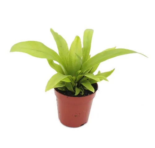 Exotenherz Zimmerpflanze Mini-Pflanze Asplenium antiquum Nestfarn im 5,5cm Topf