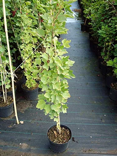 Primus weiße Säulenjohannisbeere ca. 80-100 cm im 3 Liter Topf