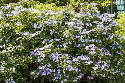 Bodensee-Hortensie Hydrangea macrophylla blau - Wunderschöne Gartenhortensie in blau, ideal für halbschattige, windgeschützte Standorte. Kompakte Wuchsform und hohe Blüte während Juni-August machen sie zum Blickfang im Garten.