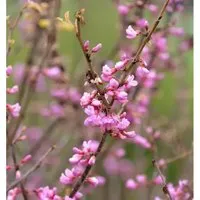 Produktbild Kanadischer Judasbaum Oklahoma 30-40cm - Cercis canadensis