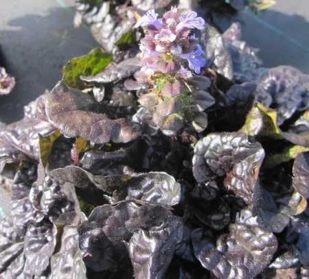 Kriechender Rotblättriger Günsel von Baumschule