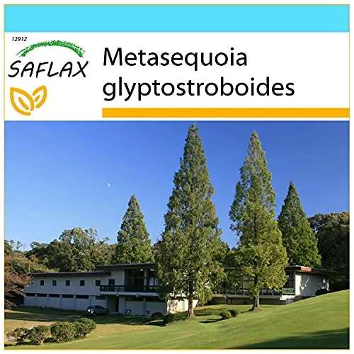 SAFLAX - Geschenk Set - Urwelt - Mammutbaum - 60 Samen - Mit Geschenk- / Versandbox, Versandaufkleber, Geschenkkarte und Anzuchtsubstrat - Metasequoia glyptostroboides