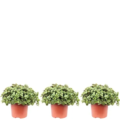 Flowerbox Kriechendes Schönpolster Callisia Repens 3er-Set - Zimmerpflanzen: Immergrün und pflegeleicht, ideal zur Verbesserung des Raumklimas in Wohnbereich und Büro, mit dekorativen Blättern im Kunststofftopf.