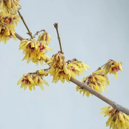 Chinesische Winterblüte, Chimonathus praecox, ca. 60cm, im 3L Topf