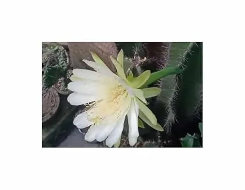 Stk - 10x Escontria chiotilla Mexikanische Säulenkaktus Kaktus Pflanzen - Samen ID1740 - Seeds & Plants Shop by Ipsa