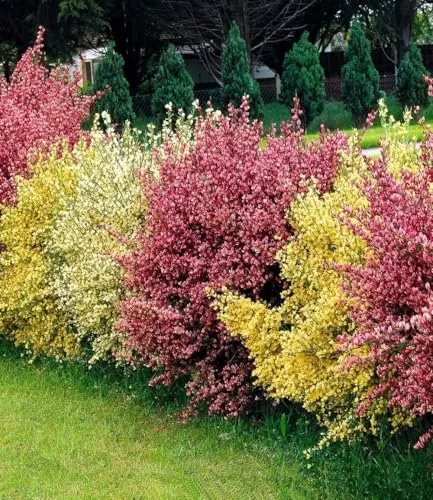 BALDUR Garten 3er Ginster-Hecke Tricolor