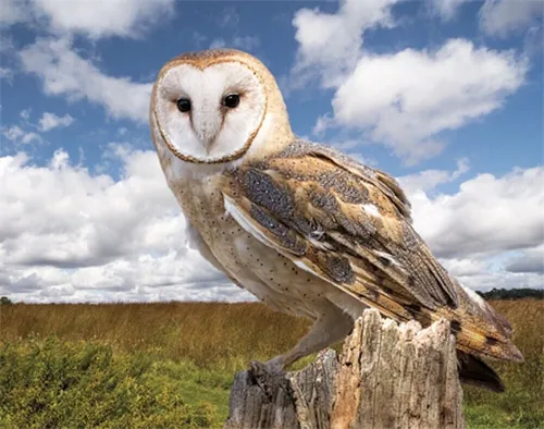 3D Magnet Schleiereule für Kühlschrank Tafel Whiteboard Haftmagnet