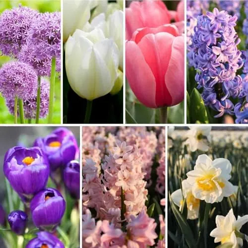 Blumenzwiebelmischung All Spring Mix - 50 Blumenzwiebeln - Krokusse, Narzissen, Hyazinthen, Tulpen, Allium - Lila, Rosa, Weiß, Gelb - Mischung - Lange Blütezeit, Frühlingsblüher, winterhart - Direkt
