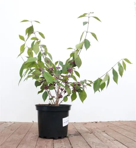 Callicarpa bodinieri 'Profusion' in lila von PlantaPro
