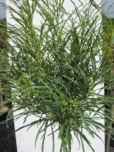 Hochstamm Farnblättriger Faulbaum Minaret von Baumschule