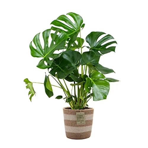 Bloomique - Monstera Deliciosa - Fensterblatt - Zimmerpflanzen - Pflegeleicht - Luftreinigend - Höhe 70-80 cm - Mit Jute Korb 21 cm