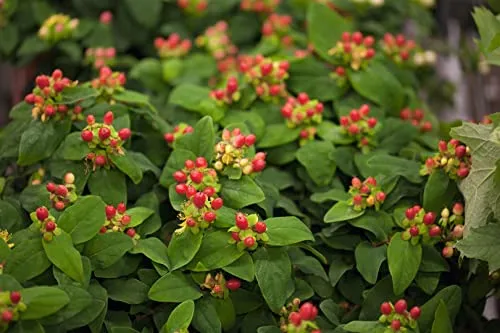 Hypericum androsaemum 9x9 cm Topf – Winterhart, Mehrjährig, Pflegeleicht – Johanniskraut – Zierstrauch für Beet & Rabatte