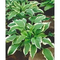 Hosta X Fortunei Moerheim Funkie Ca. 11x11 cm Topf