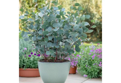 Exotenherz Eukalyptus gunnii 6er Set - Winterharte Kübelpflanzen im 14 cm Topf - Stimmungsvolle Eukalyptus gunnii Pflanzen im 6er Set, ideal für Garten und Terrasse. Mit ihrem silbrig-blauen Blattkleid und aromatischem Duft bringen sie mediterranes Flair in Ihr Zuhause.