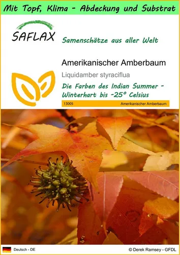 SAFLAX Blumensamen SAFLAX - Garden to go - Amerikanischer Amberbaum