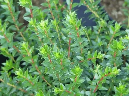 Immergrüne Torfmyrte von Baumschule