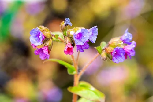 Pflanzen für Dich Staude Pulmonaria dacica Azurea, 1 St., Lungenkraut, Geflecktes Lungenkraut