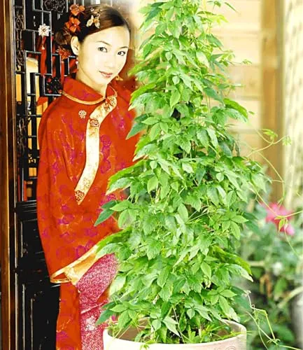 BALDUR-Garten Pflanzen von BALDUR-Garten