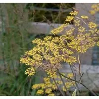 Produktbild Fenchel Purpur - Foeniculum vulgare