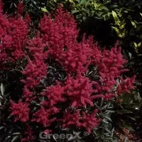 Produktbild Prachtspiere Glut - Astilbe arendsii