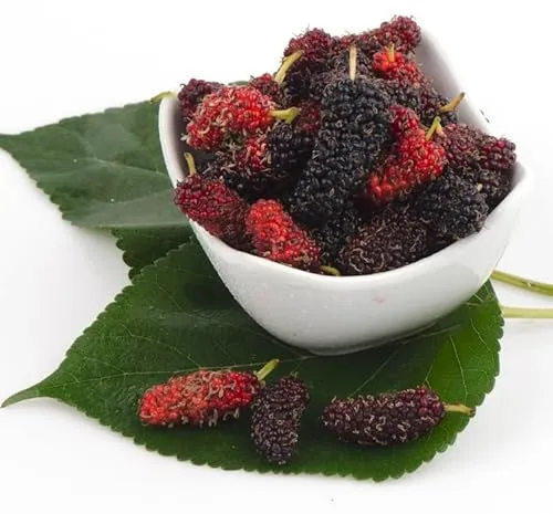 Maulbeere `Illinois Everbearing´, Morus, Hoch-Ertragssorte, 60-80cm im Topf