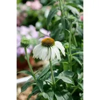 Echinacea Purpurea Baby Swan White Roter Sonnenhut Ca. 9x9 cm Topf