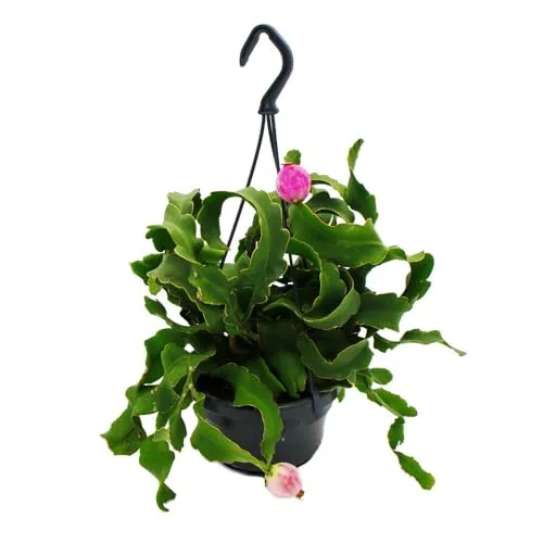 Epiphyllum guatemalense var. monstrose von Exotenherz