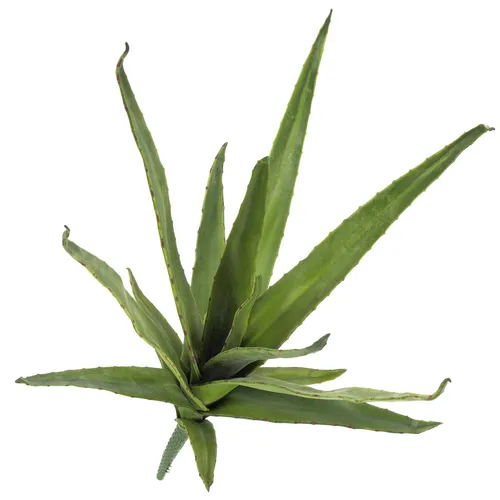 Kunstpflanze Künstliche Aloe Vera 50 cm - Ideal für Dekoration - Die 50 cm hohe Kunstpflanze Aloe Vera bringt frisches Grün in Ihr Zuhause. Perfekt für die Innenraumdekoration, pflegeleicht und langlebig. Lieferung ohne Dekoration.