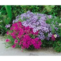Phlox Subulata Atropurpurea Teppichphlox Purpurrot Ca. 9x9 cm Topf