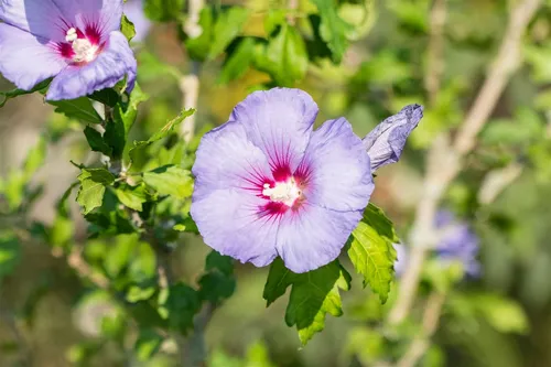 Hibiscus syriacus Ultramarine