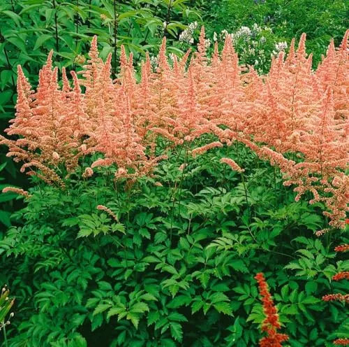 Produktbild Astilbe x arendsii 'Anita Pfeifer' 9x9 cm Topf – Winterhart, Mehrjährig, Pflegeleicht – Prachtspiere – Staude für Beet & Schattenbeet