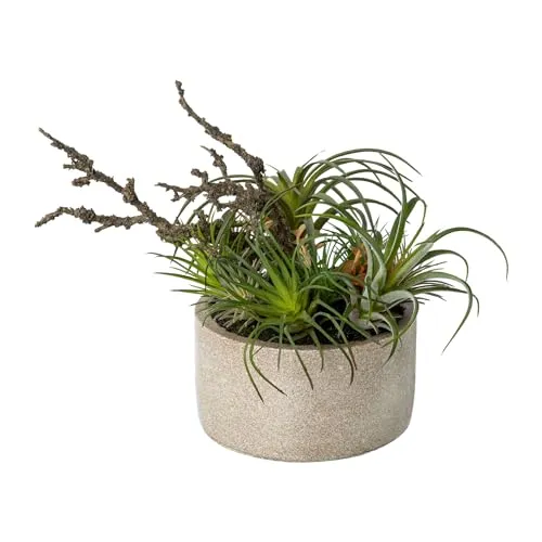 CREATIV green Tilandsidien Pflanzen Mix 26cm I Tillandsia mit naturgetreuen Blättern in grün I hochwertige & stilvolle Zimmerpflanzen in Zementschale I Tillandsien künstlich ideal als Indoor Deko