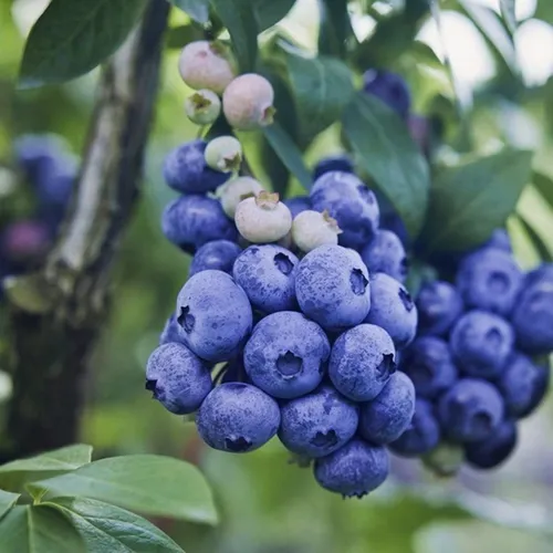 Obststrauch Gartenpflanze Beerenpflanze Heidelbeere Patriot 1 St. - Topf