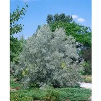 Schmalblättrige Ölweide Elaeagnus Angustifolia 100–150 cm - Robuste Sträucher mit silbrig-grauen Blättern und duftenden Blüten, ideal für Hecken und als Solitärpflanze. Pflegeleicht, trockenheitsresistent und winterhart.