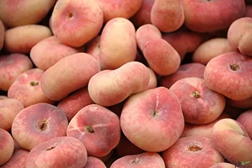 Tellerpfirsich Plattpfirsich Obstbaum 80-120 cm - Obstsamen & -pflanzen, selbstfruchtend und robust, mit saftigen, süßen Früchten und hohem Ertrag. Ideal für sonnige bis halbschattige Standorte.