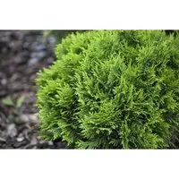 Thuja occidentalis 'Mecki' - Kompakter Lebensbaum für kleine Gärten - Der kompakte Lebensbaum 'Mecki' überzeugt mit seiner dichten, kugelförmigen Silhouette und bleibt das ganze Jahr über grün. Ideal für Beete, Vorgärten und als Kübelpflanze.