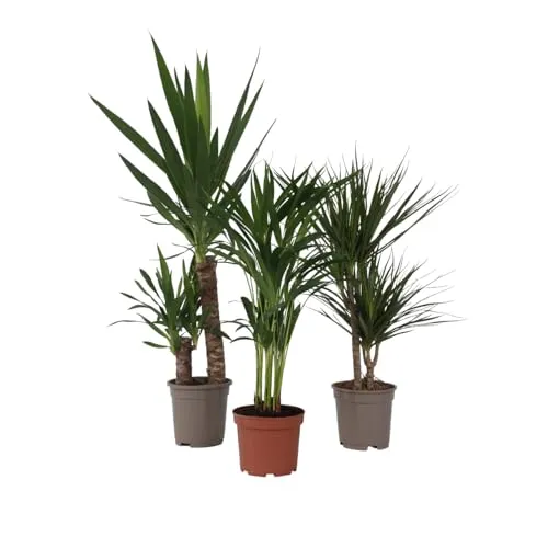 Plant in a Box - Zimmerpflanzen XL - 3er Mix - Palme, Dracaena, Yucca - Zimmerblumen - Pflegeleichte Indoor-Palmen im praktischen 3er Mix, ideal für jeden Wohnraum und sicher verpackt für einen unbeschädigten Versand.