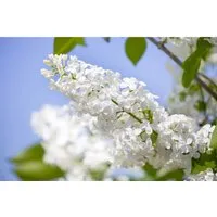Syringa vulgaris 'Souv.Alice Harding' Flieder - Duftende Blütenpracht - Blumen & Stauden - Der Flieder 'Souv.Alice Harding' begeistert mit hellrosa, duftenden Blüten und ist winterhart bis -20 °C. Ideal für Garten, Hecke oder Kübel.