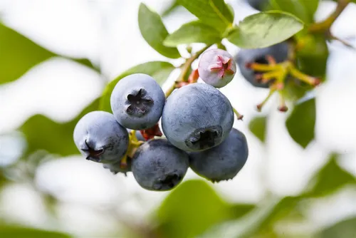 Pflanzen für Dich Obstpflanze Vaccinium corymbosum Putte, 1 St., Heidelbeere, Kulturheidelbeere, Blaubeere, kompakt, blaubeertragend