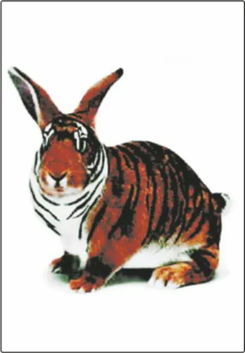 Aufkleber Tigerhase 130 x 130 mm Sticker Auto Tuning Styling