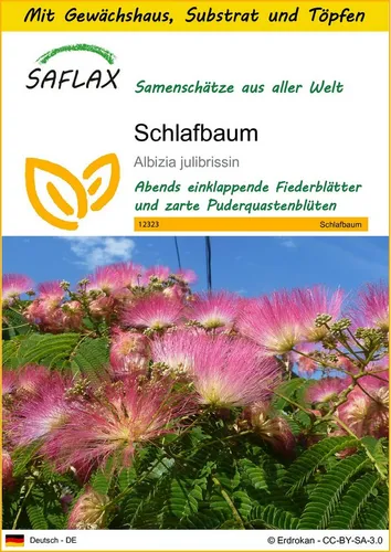 SAFLAX Blumensamen SAFLAX - Anzuchtset - Schlafbaum