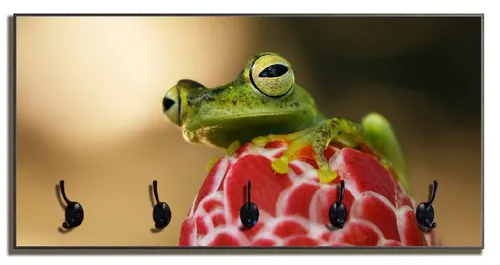 Wallario Garderobenpaneel Frosch sitzt auf einer Knospe (1-teilig, inkl. Haken und Befestigung), 80x40cmHolz