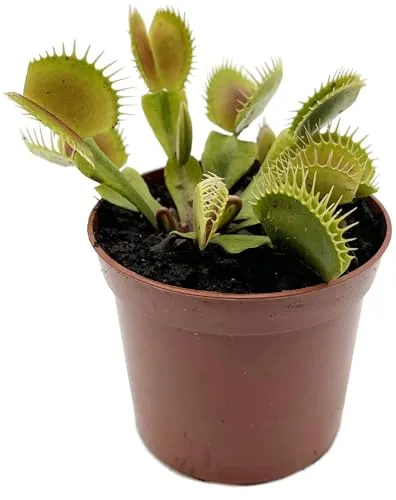 Fangblatt - Dionaea Muscipula 'Flexx' - besondere Venusfliegenfalle mit schmalen langen Zähnen - Ø 9 cm Topf - fleischfressende Pflanze