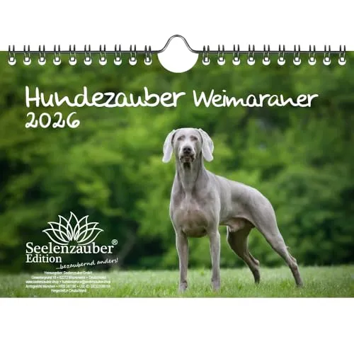 Hundezauber Weimaraner DIN A5 Kalender für 2026 Welpen und Hunde - Seelenzauber
