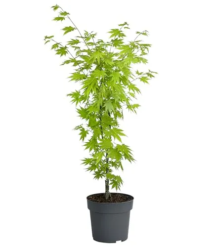 Produktbild Dehner Japanischer Goldahorn Jordan, Acer shirasawanum
